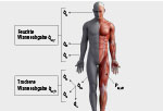 Waermephysiologie